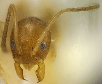 Media type: image; Entomology 22790   Aspect: head frontal view